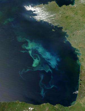 Phytoplankton and zooplankton biomass will decrease 6 and 11 percent due to climate change