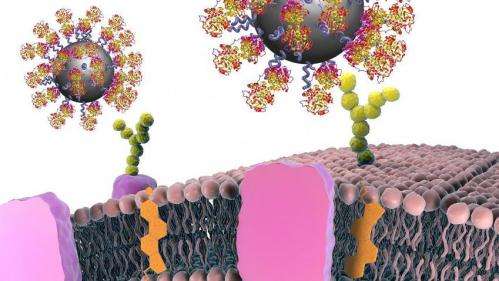 Antibodies from the desert as guides to diseased cells
