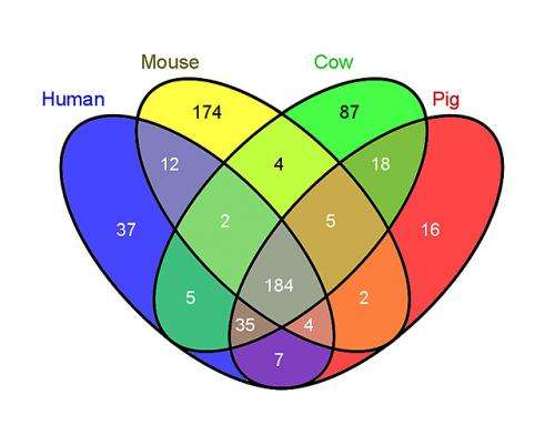 Pig breed serves as ideal model for human obesity research
