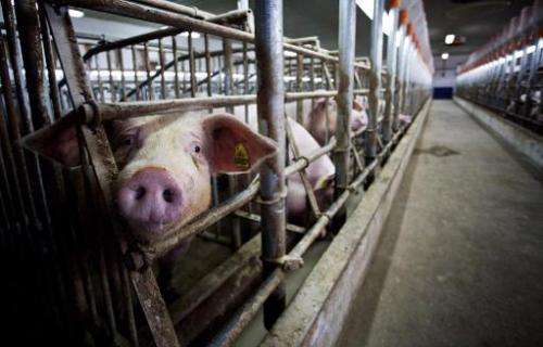 Piglets are seen at a farm on April 6, 2009 in Dabkowice, central Poland