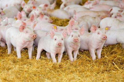 Piglet weaning age no bar to litter frequency