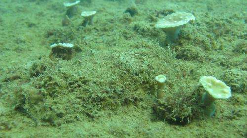 Pilbara coral finds refuge on artificial reef