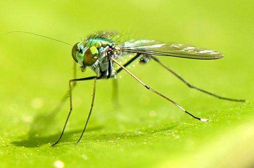 Pilbara study uncovers unique fly community