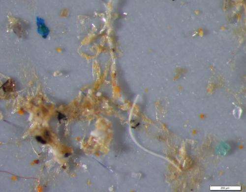 Pilot study reveals new findings about microplastics in wastewater