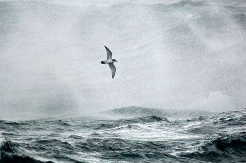 Plankton make scents for seabirds and a cooler planet