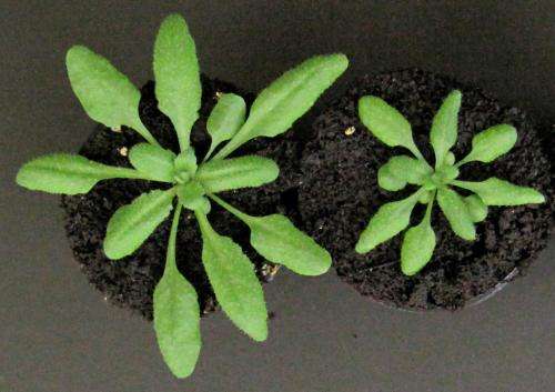 Plant hormones with overlapping signaling pathways play distinct roles in controlling growth