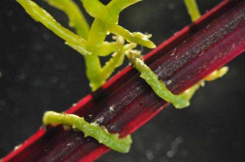Plants may use newly discovered language to communicate, Virginia Tech scientist discovers