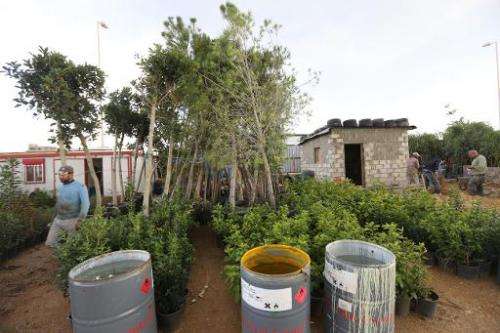 Plants ready for planting on Sidon's rubbish dump after it has received an eco-makeover