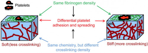 Platelets modulate clotting behavior by 'feeling' their surroundings
