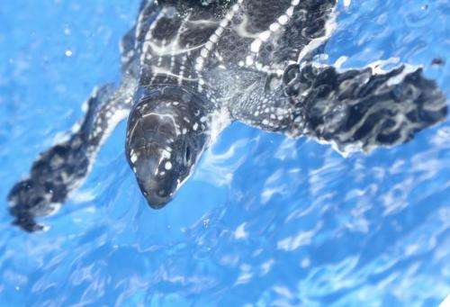 Plump turtles swim better: First models of swimming animals