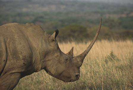 Poaching threatens savannah ecosystems