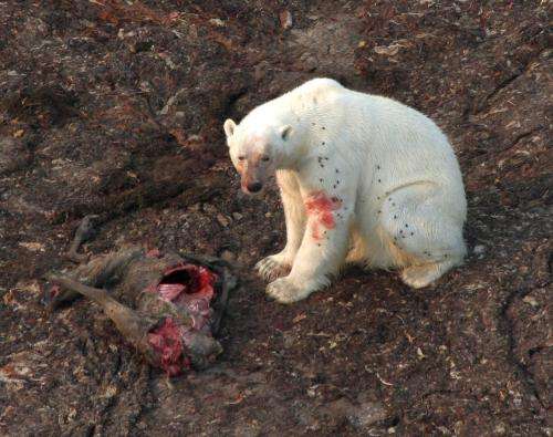 Polar bear diet changes as sea ice melts