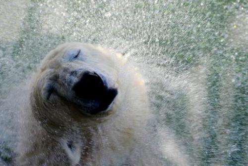 Polar bear Uslada shakes itself dry in their enclosure at the St. Petersburg Zoo, on April 24, 2014