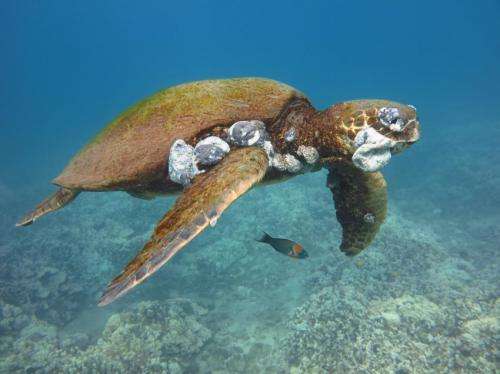 Pollution linked to lethal sea turtle tumors