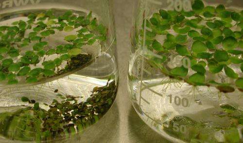 Pond-dwelling powerhouse's genome points to its biofuel potential