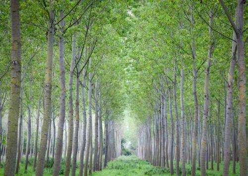 Poplars designed for deconstruction: A major boon to biofuels