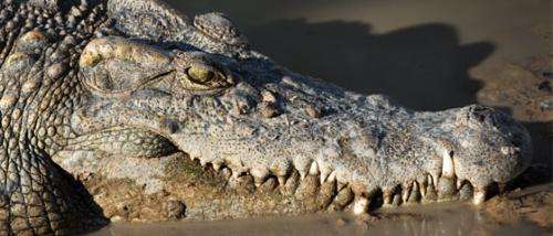 Positive steps toward wild Siamese crocodile conservation