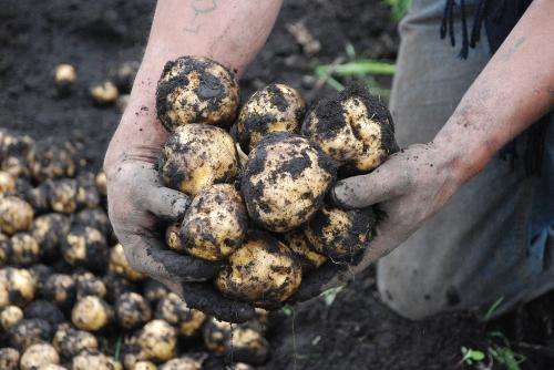 Potato ravaging pest controlled with fungi