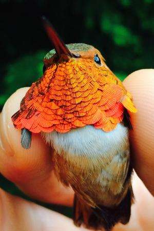 Precipitation, not warming temperatures, may be key in bird adaptation to climate change
