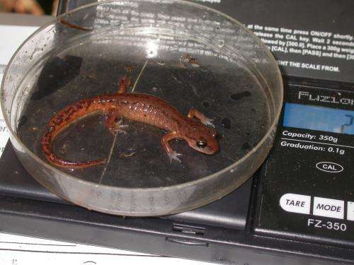 Predation on invertebrates by woodland salamanders increases carbon capture