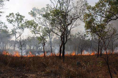 Predators get the advantage when bushfires destroy vegetation