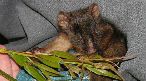 Predators outweigh disease in possum threats