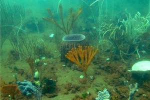 Proliferation of newly discovered Australian sponge species drives medical research