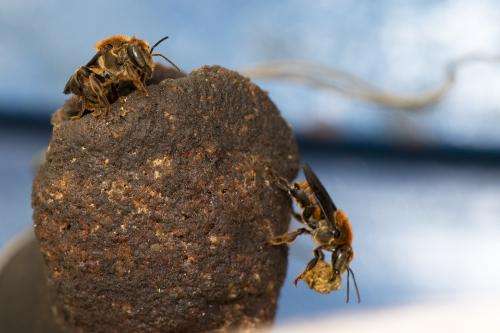 Protecting Africa’s bees for world food security