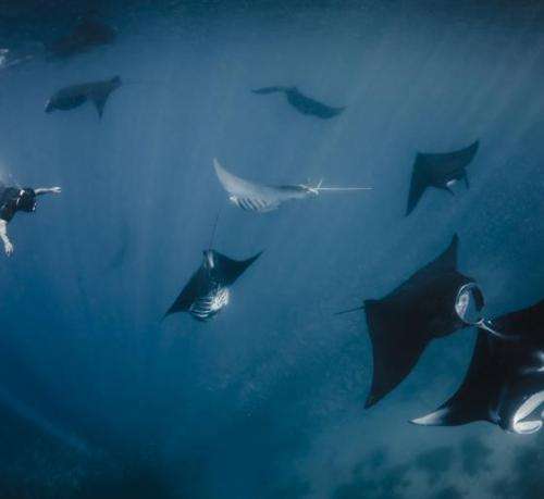Protecting a Million Dollar Fish: Indonesia Declares Largest Manta Ray Sanctuary in the World to Secure Booming Tourism Industry