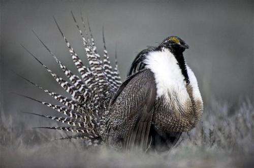 Protections blocked, but sage grouse work goes on