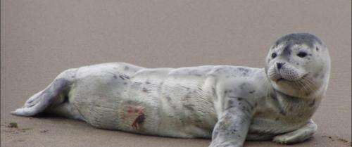 Public urged to refrain from approaching seal pups