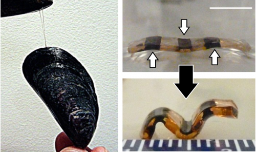 Pumping iron: A hydrogel actuator with mussel tone