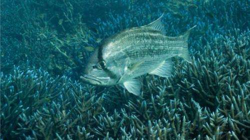 Pushing Western Australia's reef fish bounty into the limelight