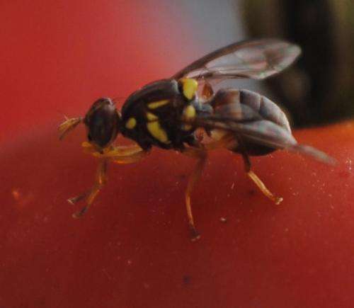 Queensland Fruit Fly on tomato