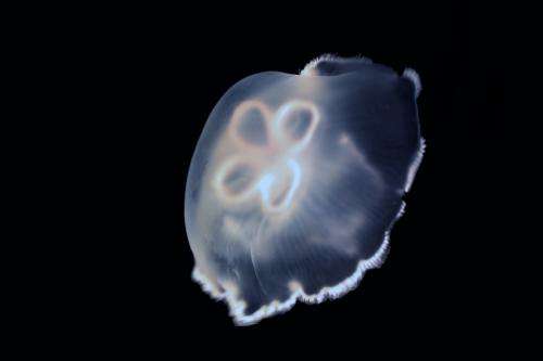 Quest for jellyfish robot leads to discovery of bending rules for animal wing, fin tips