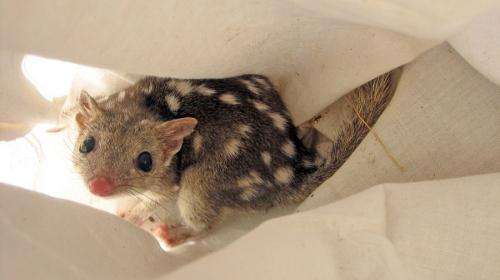 Quoll prospects hopeful after island population discovery
