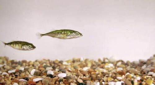 It's lonely at the top: Stickleback leaders are stickleback loners