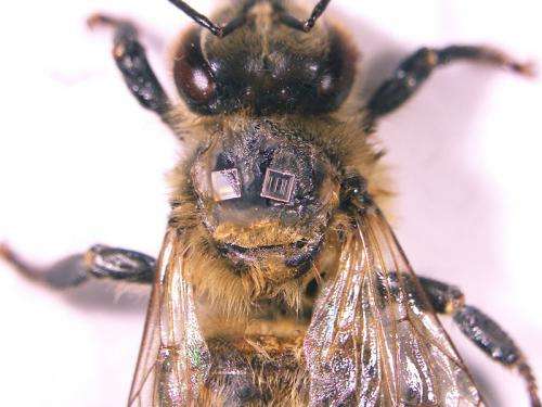 Radio frequency ID tags on honey bees reveal hive dynamics
