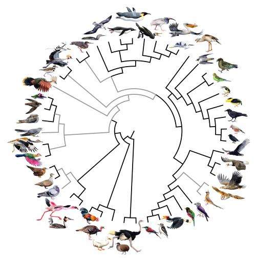 Rapid bird evolution after the age of dinosaurs unprecedented, study confirms