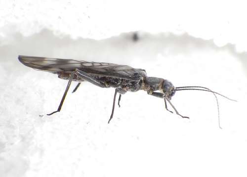 Rare insect found only in glacier national park imperiled by melting glaciers