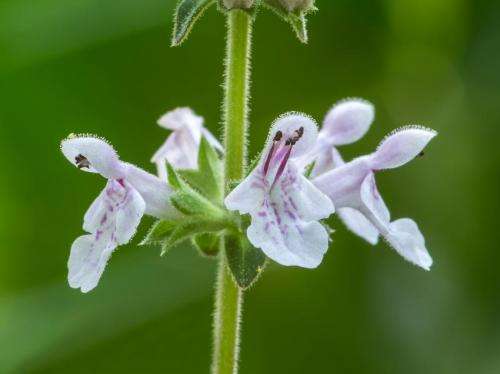 Rare new species of plant: Stachys caroliniana