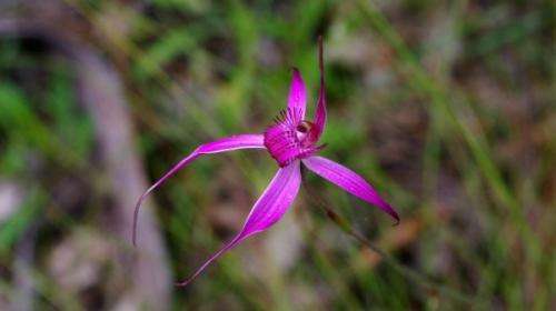 Rare orchids keep quiet on pollination process