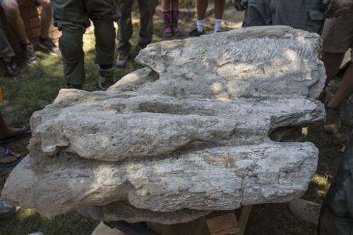 Rare whale fossil pulled from California backyard (Update)
