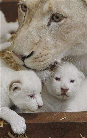 Rare white lion triplets born in Poland (Update)