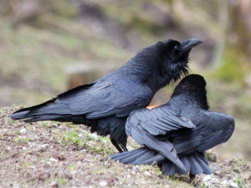 Ravens understand the relations among others