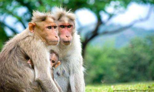 'Red effect' sparks interest in female monkeys