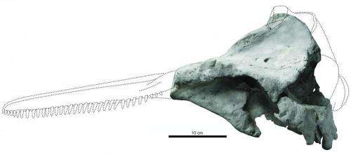 Redescription of the oldest-known dolphin skull sheds light on their origins and evolution