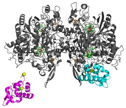 Redox cycling by DsrC protein suggests reason for interaction with dissimilatory sulfite reductase