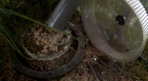 Animals in the wild found to use running wheel if given the choice (w/ Video)
