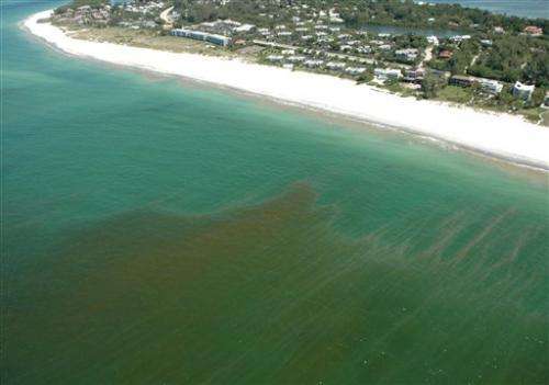 Red tide off northwest Florida could hit economy